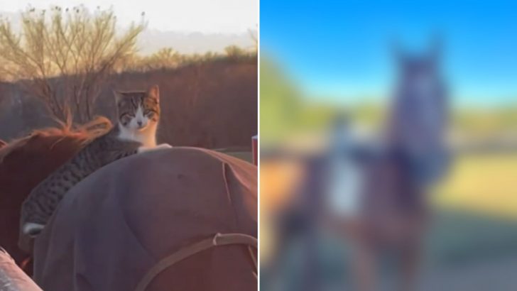 Kansas Cat Fails At Mouse Duty After ‘Falling In Love’ With Someone Totally Unexpected