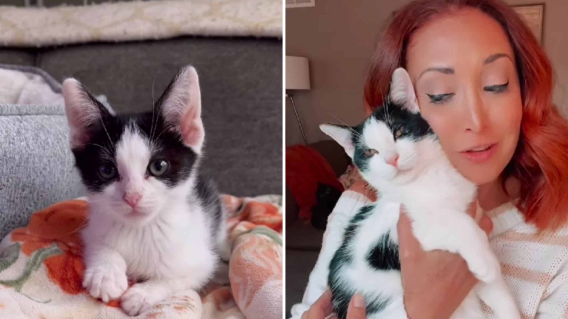 Kansas Family Adopts Kitten With A Wobbly Walk Who Proves His Spirit Is Unstoppable