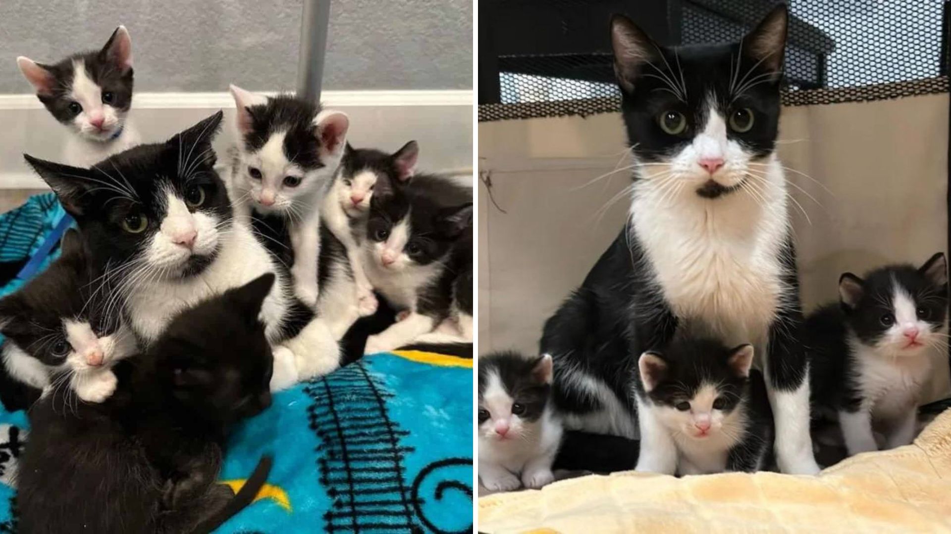 Kansas Residents Find A Feline Family In Dire Straits And Give Them A Safe Haven