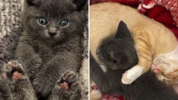 Kitten Left In A Box Outside Idaho Shelter Gets A Whole New Life And A Special Friend To Love