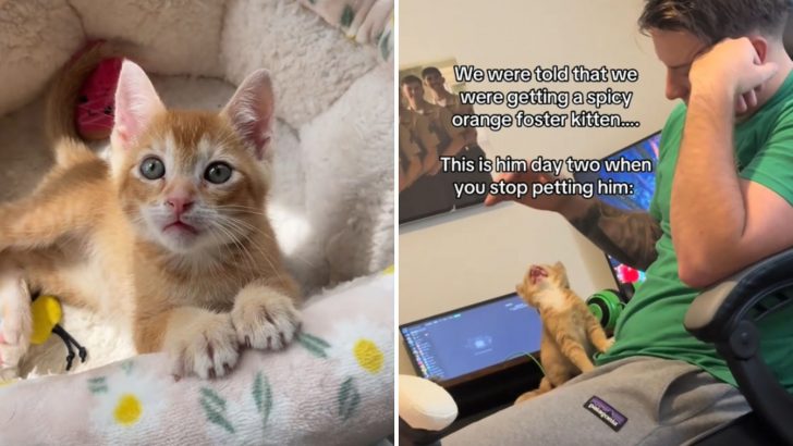 Kitten Puts On A Spicy Attitude But It All Melts Away Once He Discovers The Joy Of Hugs