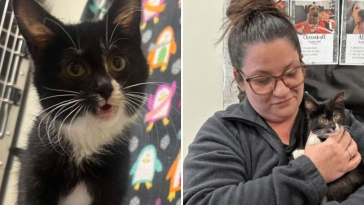 Kitten Stolen From Hamilton Shelter Just A Day Before Adoption Found Dumped In A Parking Lot