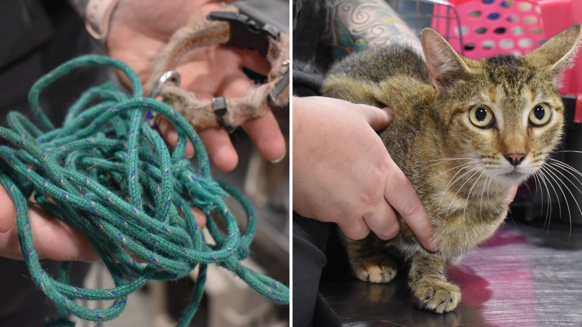 Kitten Tied To A Bush At A Gas Station In Florida