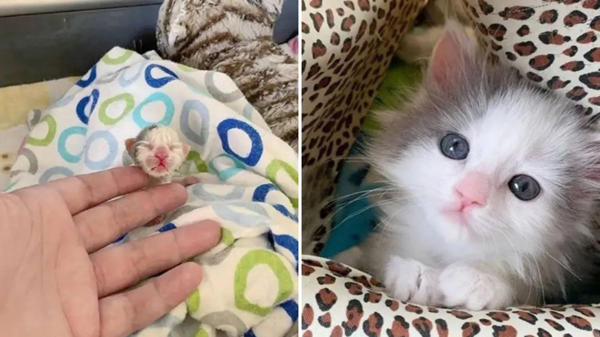 Las Vegas Couple Hears Something Unusual And Stumbles Upon A Tiny Life In Need