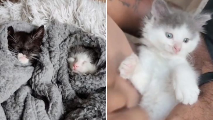 Kitten Brings Foster Parents To Tears After Being Adopted Into His Forever Home In Washington