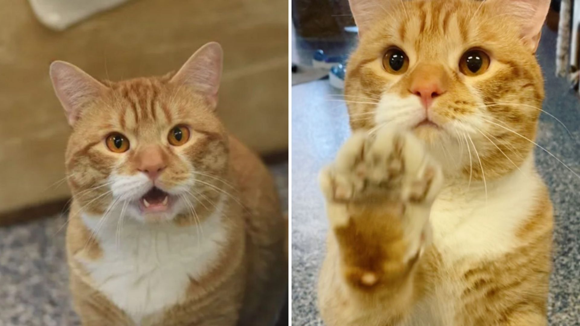 Lonely Shelter Cat In New York Waves To Visitors Hoping Someone Will Take Him Home