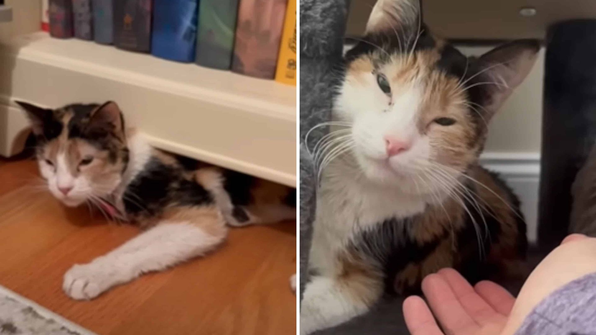 Long Island Calico Cat Overcomes Fear And Finds Her Loving Forever Home