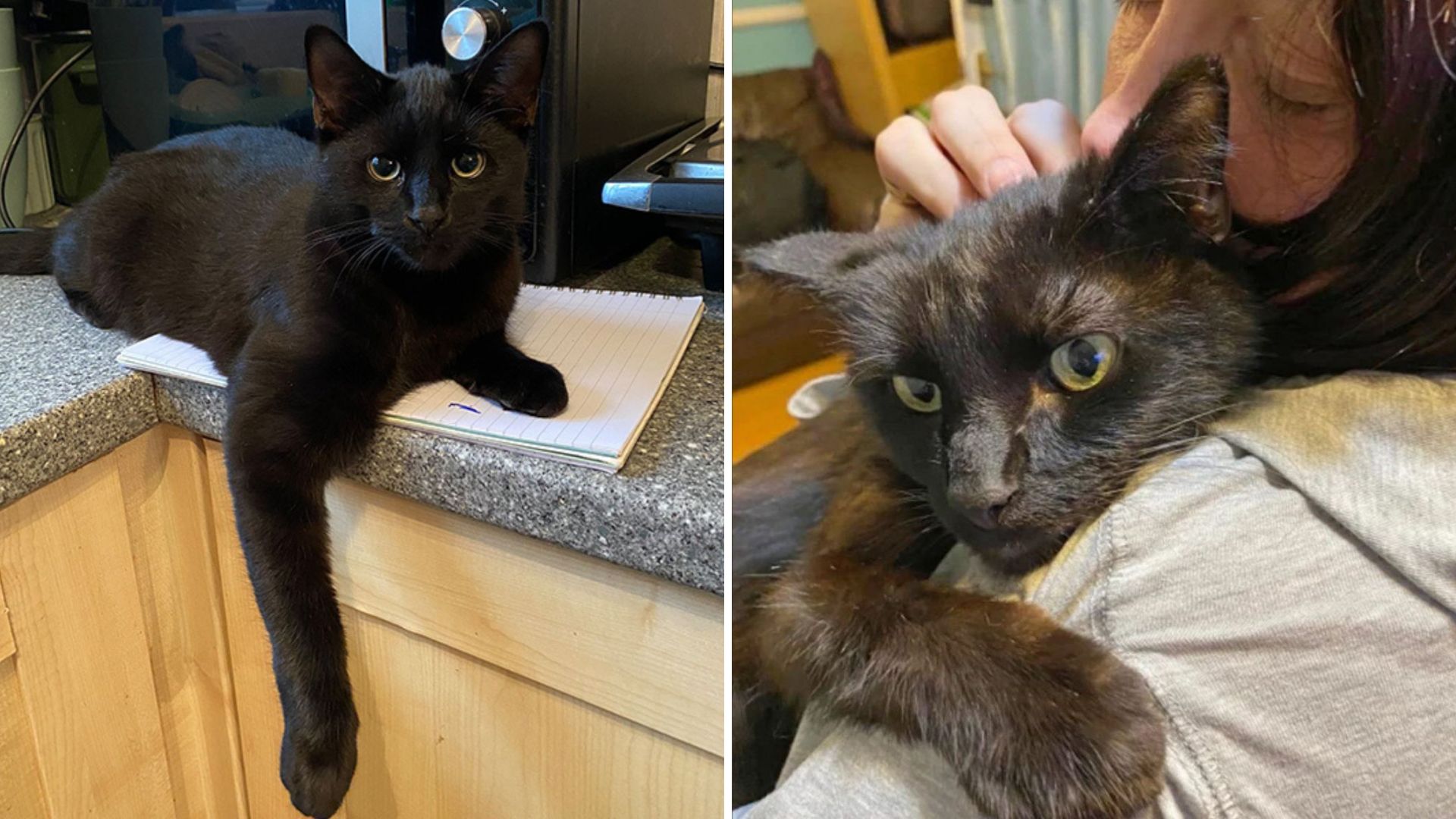 Lost Cat Returns Home After 8 Months When Owner Recognizes His Meow Over The Phone