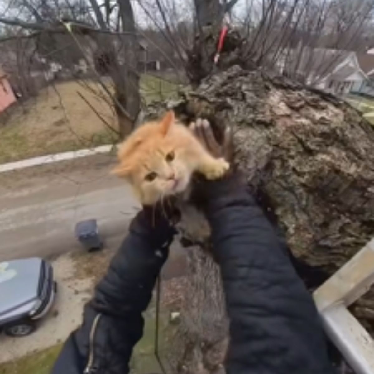 Man saving a ginger cat