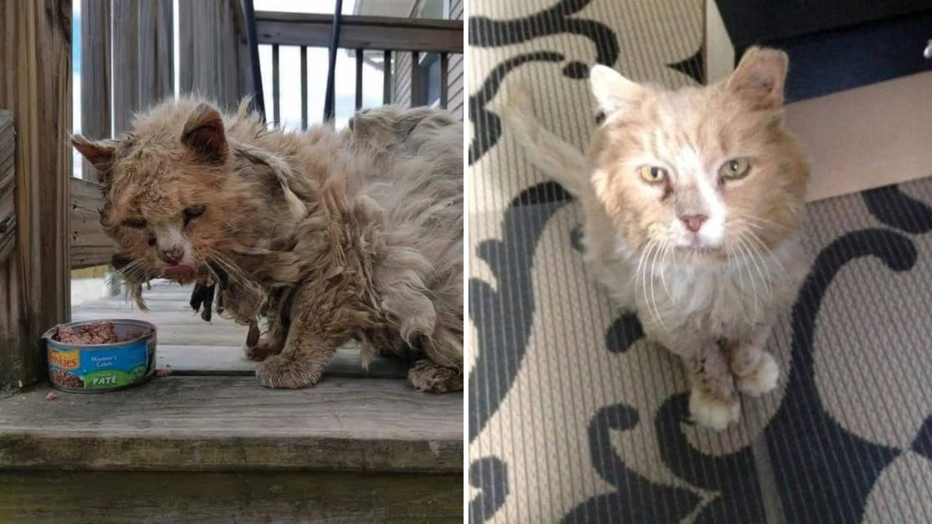 Massachusetts Senior Cat With FIV Finds Love After Years Of Hardship