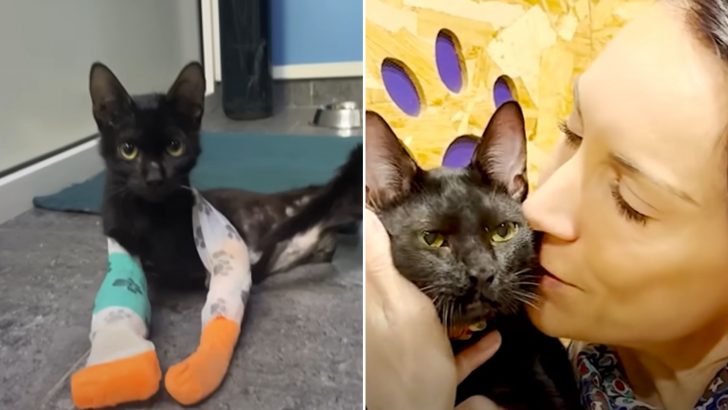 Miami Woman Takes A 15-Hour Flight Just To Adopt A Black Amputee Cat