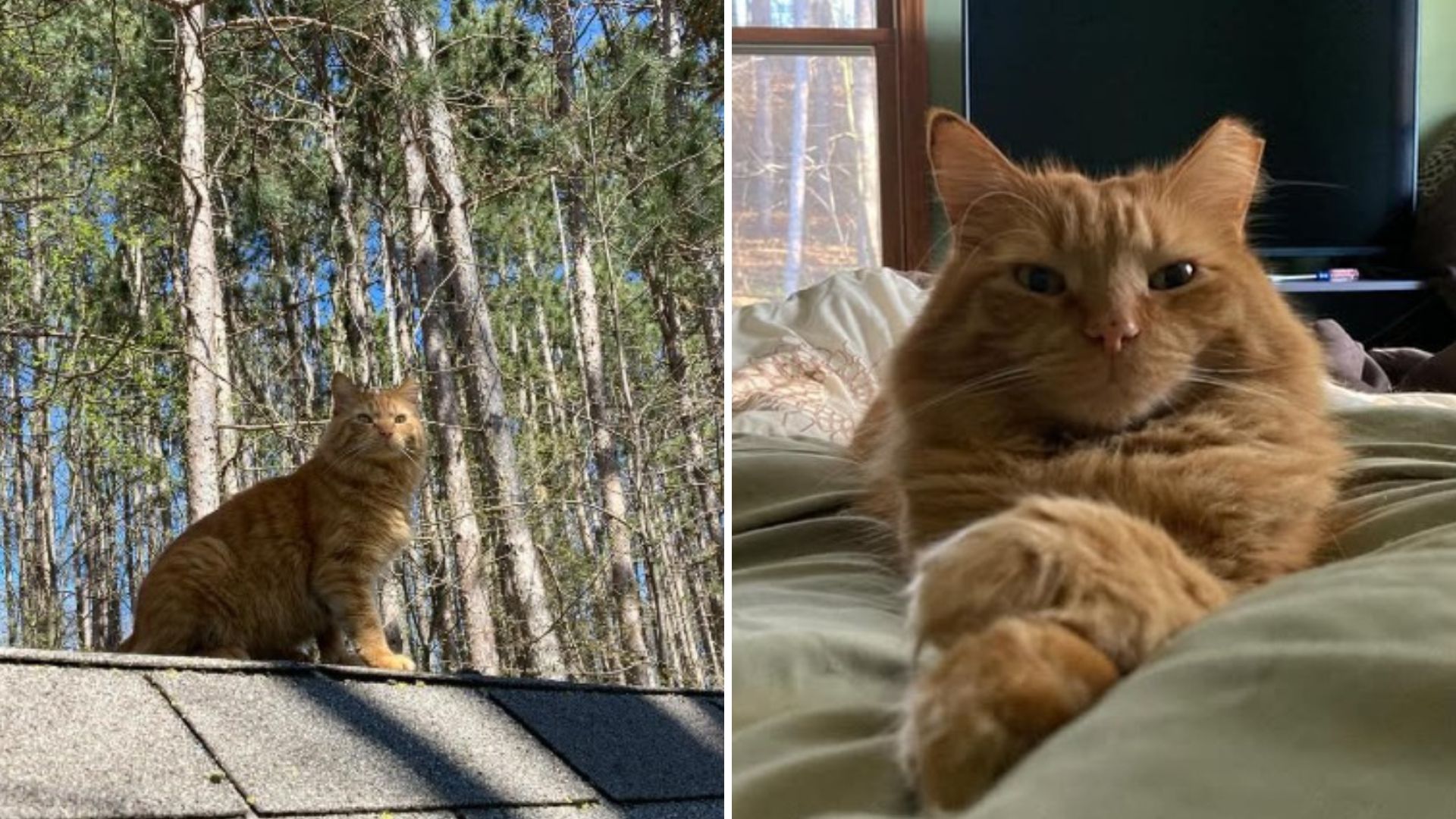 Michigan Man Spends A Year Trying To Befriend A Terrified Stray Cat And Finally Succeeds