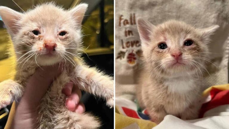 Milwaukee Kitten Found Covered In Fleas Miraculously Survives After Days Without Food