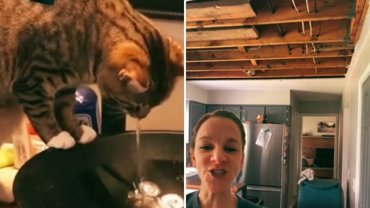 NY Family Wakes Up To A Flooded House And Falling Ceiling After Their Cat Turns On Sink Faucet