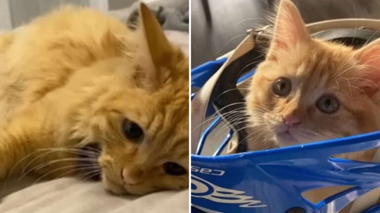 Nevada Kitten Taken To Animal Emergency Leaves Owner In Tears After Sad Revelation
