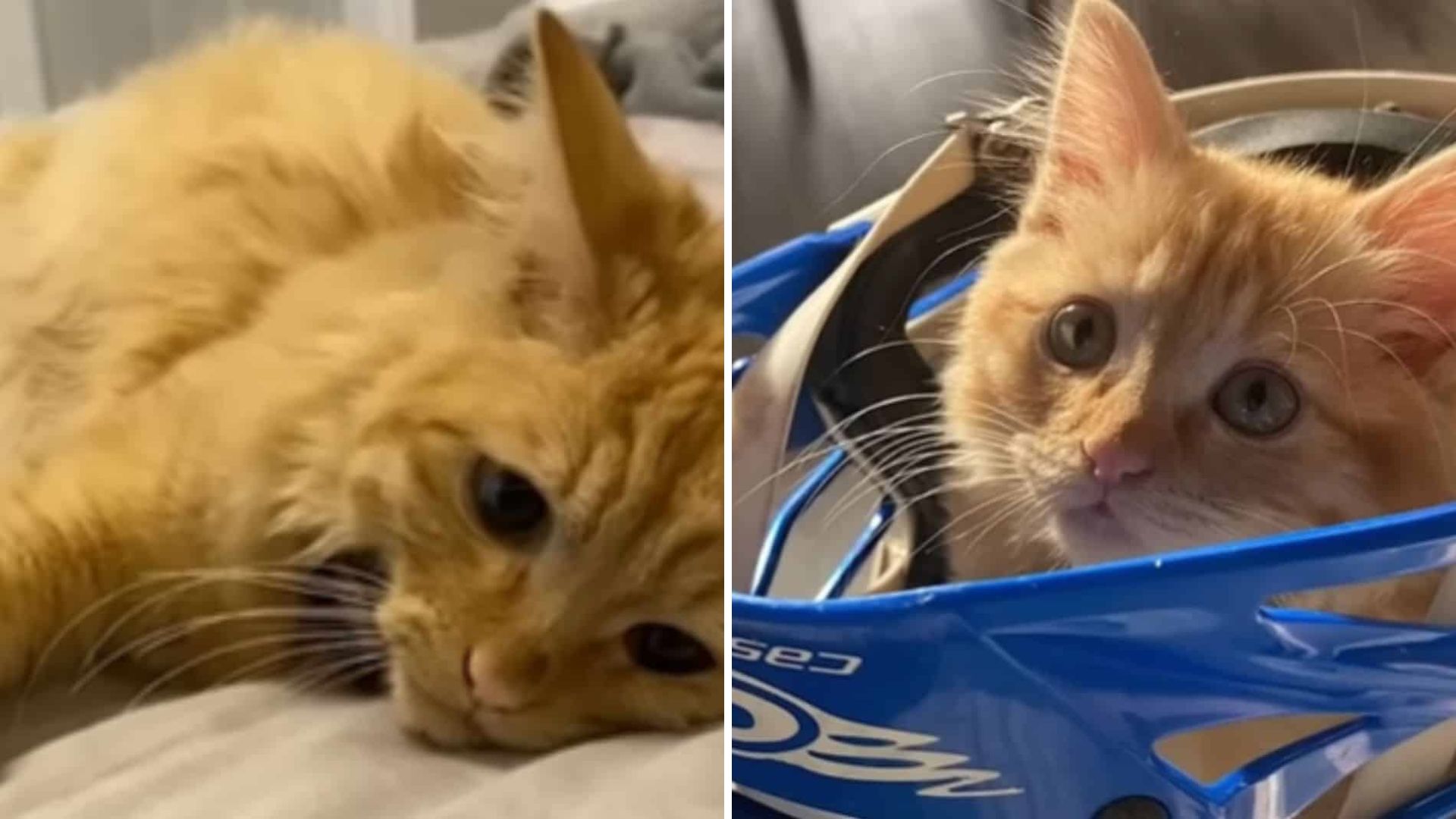 Nevada Kitten Taken To Animal Emergency Leaves Owner In Tears After Sad Revelation