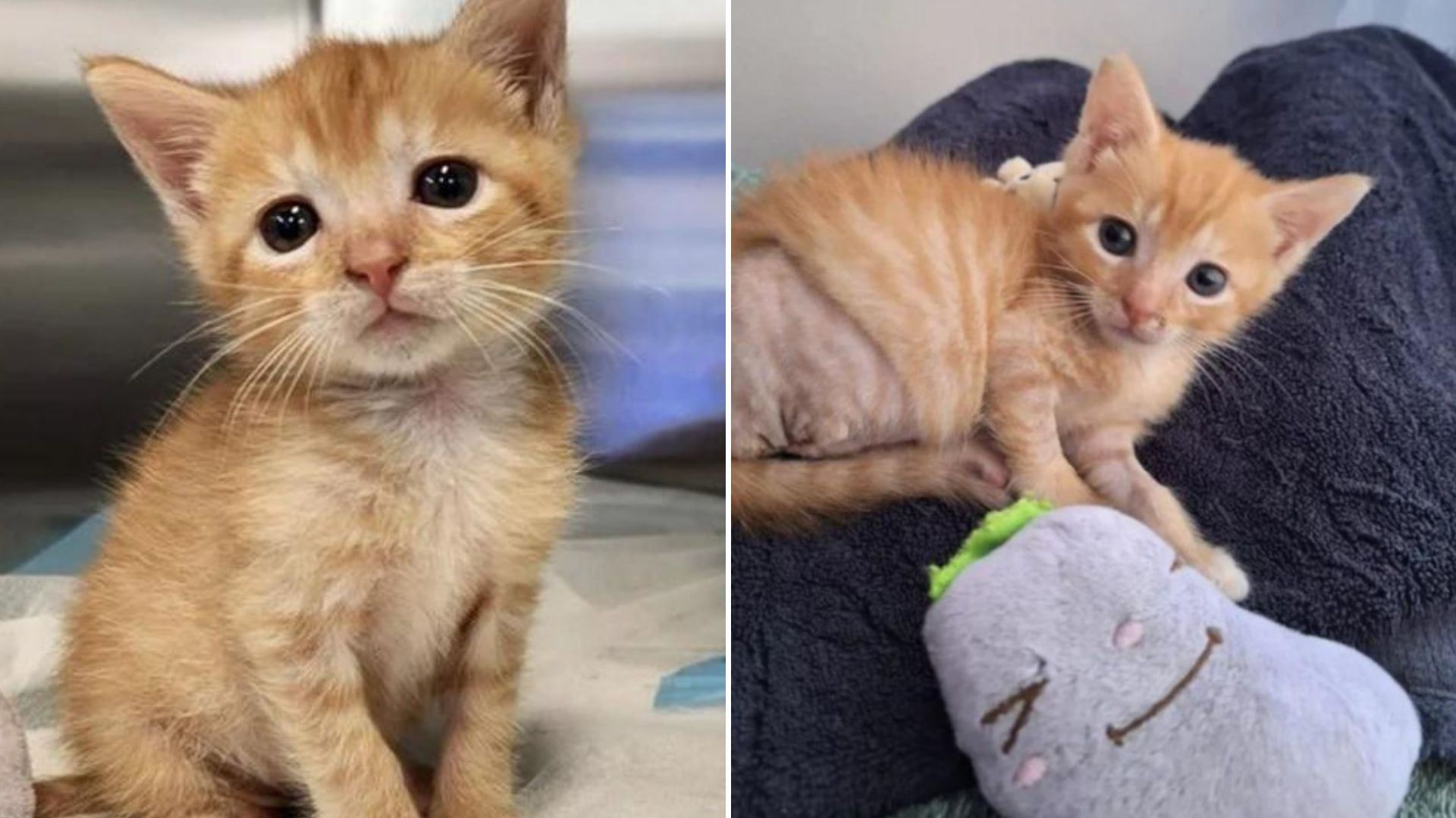 kitten missing a limb