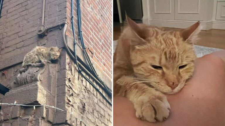 New York Rescuers Stunned To Find Cat Trapped On A Building Ledge, Too Scared To Move
