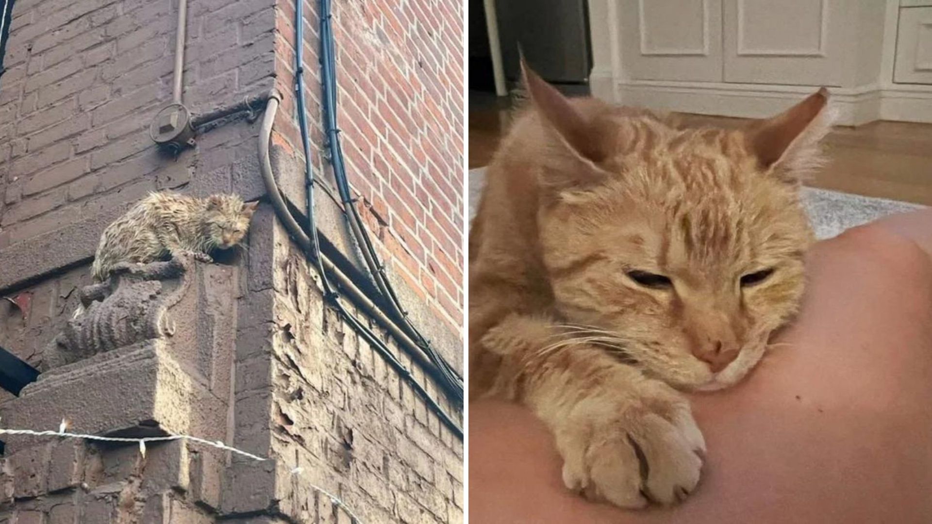 New York Rescuers Stunned To Find Cat Trapped On A Building Ledge, Too Scared To Move