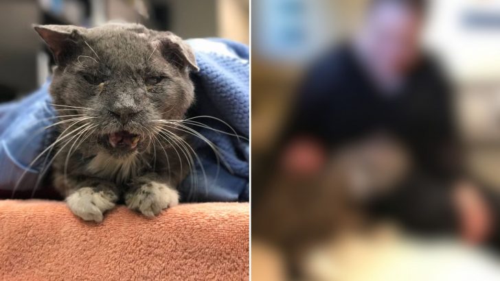 No One Believed This Stray Cat Would Make It Until A Miracle Changed Everything