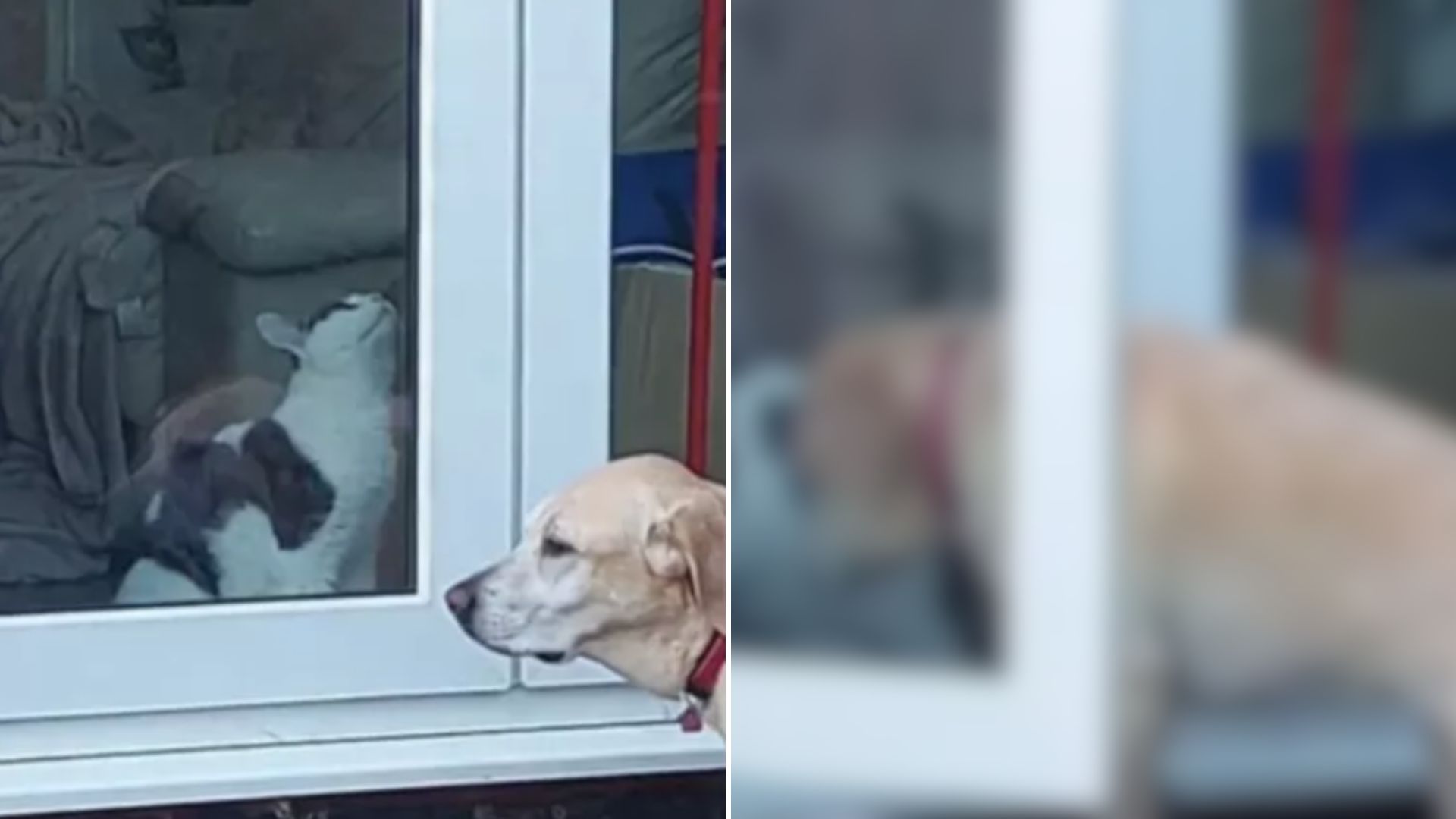 No One Believed What This Cat Does For His Dog