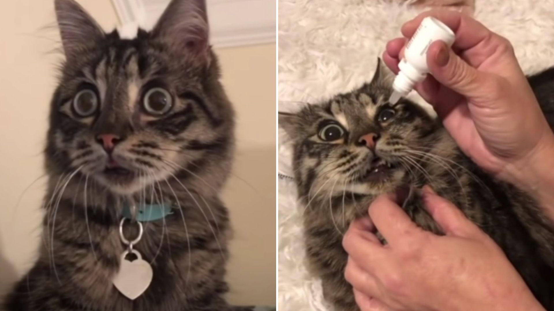 blind cat