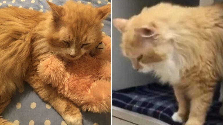 North Carolina Cat Travels Miles To Family And Faces Heartbreaking Twist