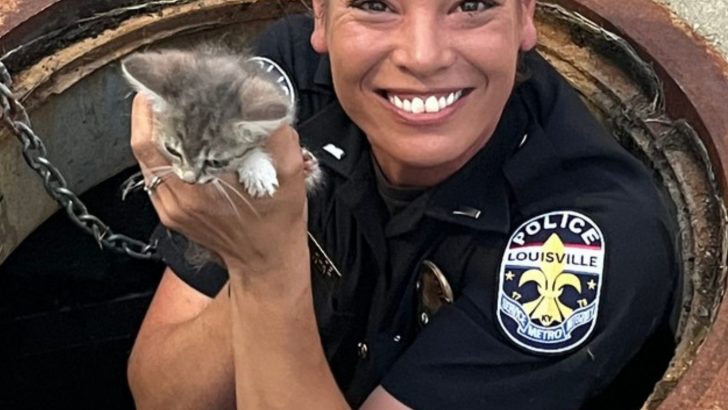 Officer Falls In Love With A Kitten She Rescued From Storm Drain In Louisville