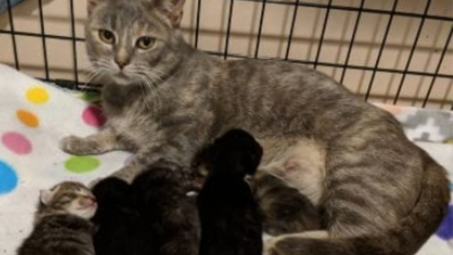 mama cat lying with her babies