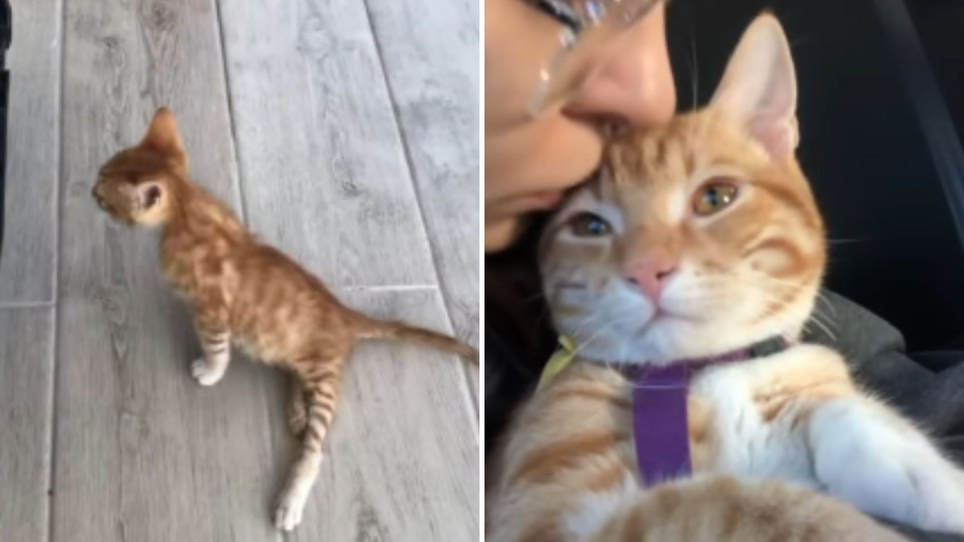 Ohio Woman Refuses Euthanasia And Gives Paralyzed Cat A Second Chance