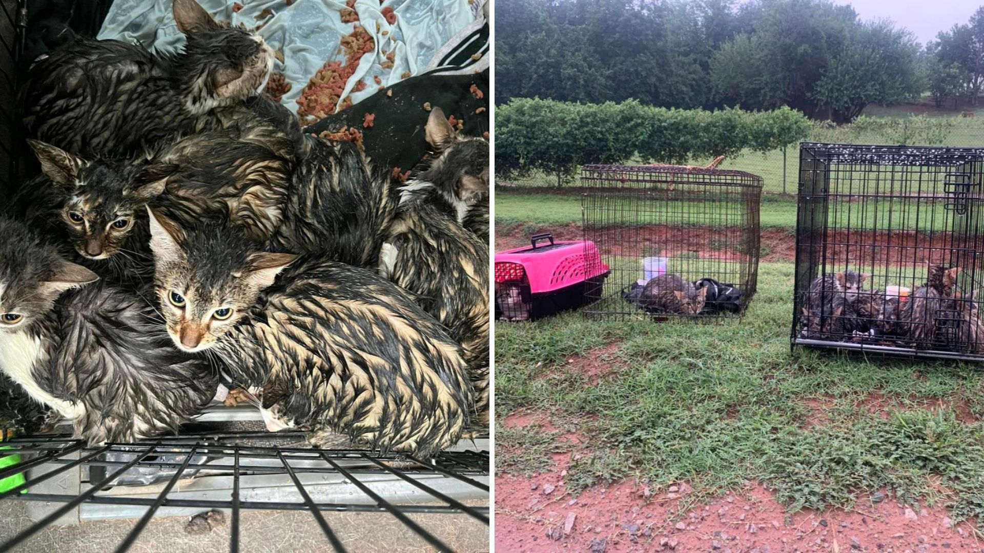 Oklahoma Sanctuary Rescues More Than A Dozen Cats Left Out In The Freezing Rain