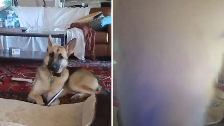 Owner Catches Her Dog’s Mischief On Camera Then Watches In Shock As Her Cats Try To Cover It Up