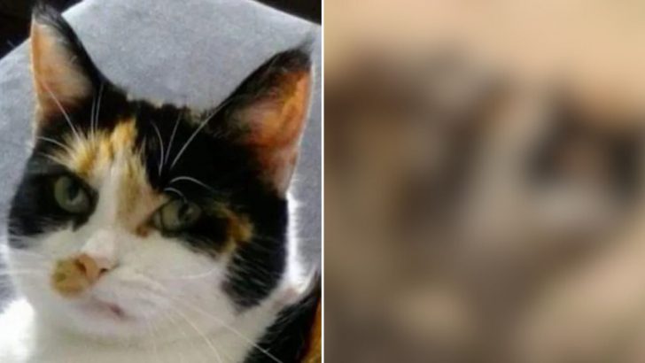 Owner Grieving For Her Missing Cat Gets A Life-Changing Call 5 Years Later