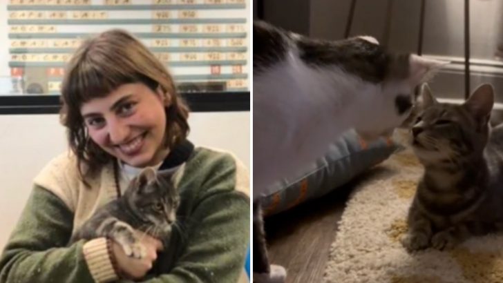 Kentucky Owner Introduces Her Pets To New Cat Sibling, Only To Be Surprised By Their Reactions