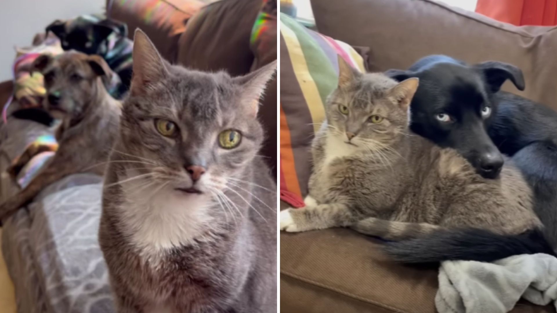 Philadelphia Cat Becomes A ‘Dog Whisperer,’ Surprising Everyone Around Her