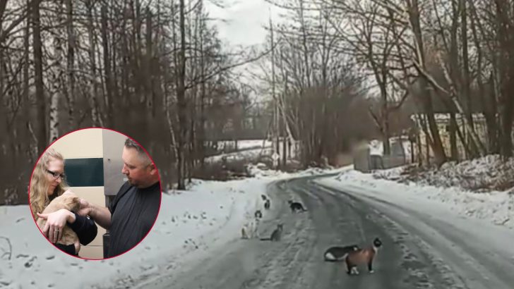 Pittsfield Dad Stumbles Upon Dozens Of Cat Dumped On An Icy Road And Makes A Heroic Rescue