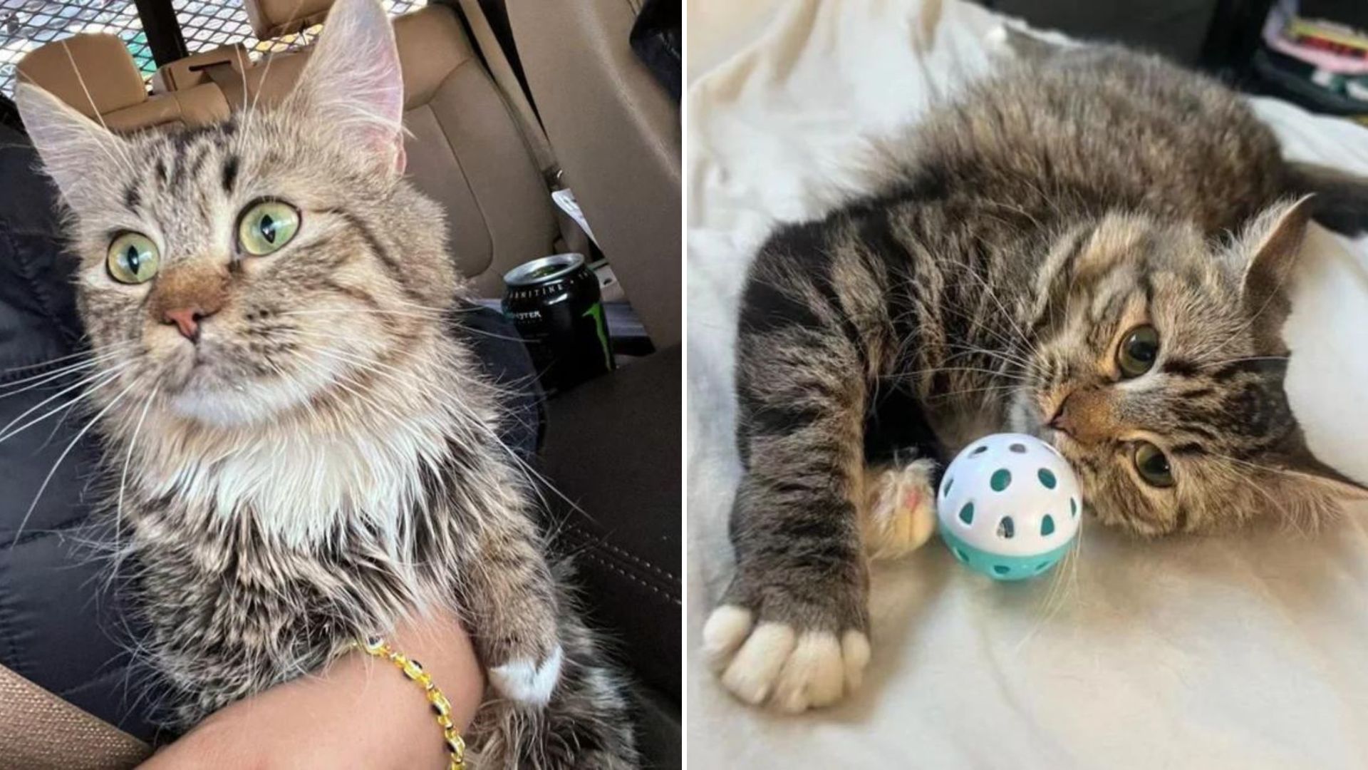 abandoned cat