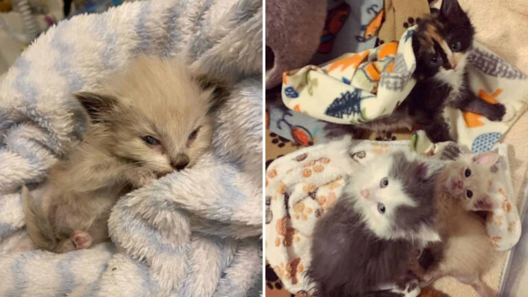Portland Kittens Beat The Odds After Facing A Fatal Virus And Make A Stunning Recovery