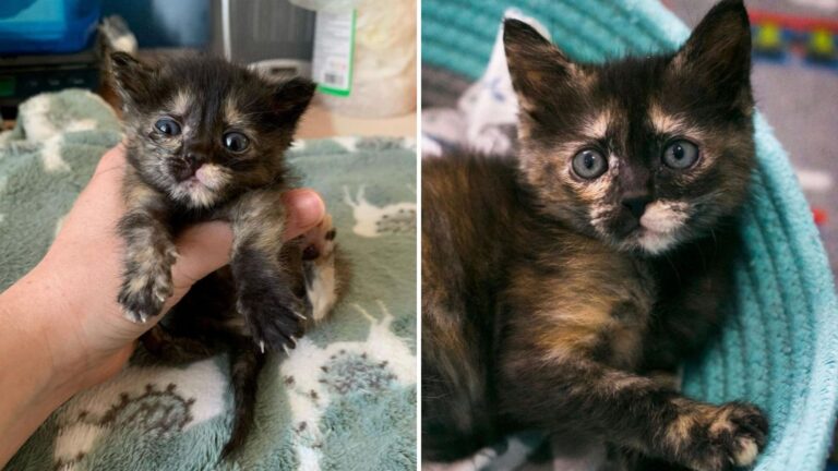 Portland Kitten’s Struggle With A Parasitic Disease Ends In A Way No One Expected