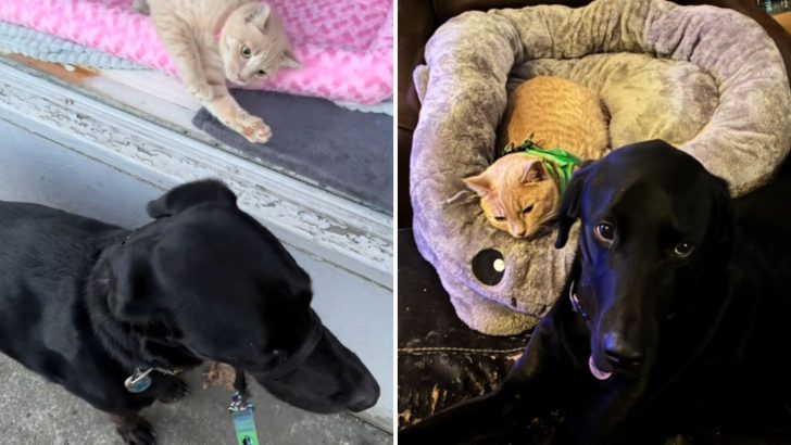 Portland Service Dog And Shelter Cat Bond Through Window And The Internet Declares He’s Hers Now