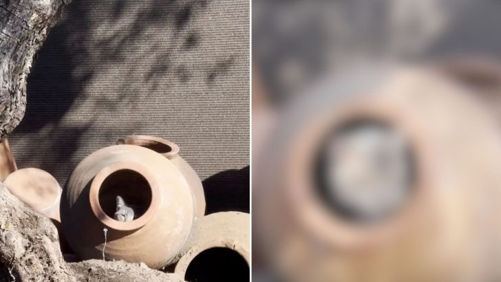 Los Angeles Pottery Shop Worker Comes Face To Face With An Unexpected Creature Inside Clay Pot