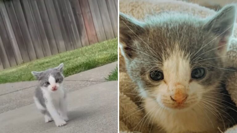 San Francisco Man Gives Hand-Sized Kitten A Second Chance At Life