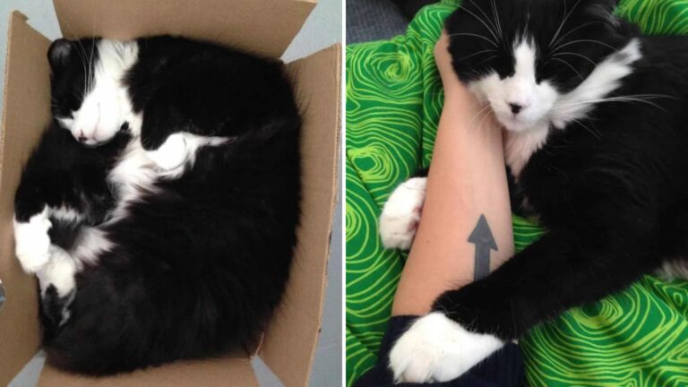 San Francisco Shelter Cat Returned Five Times At Last Meets The Family He Needed