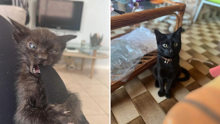 Scruffy Cat Survives A Dog Attack, Finds A Home, Then Stuns Everyone With An Incredible Glow-Up