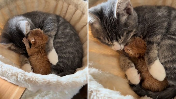 Seattle Woman Shares A Touching Video Of Her Cat Comforting A Sick Kitten In His Last Moments