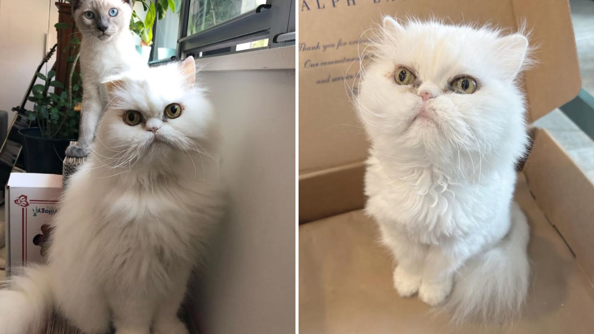 Senior Cat Finds A Home In New York And Surprises His New Owner With A Talent