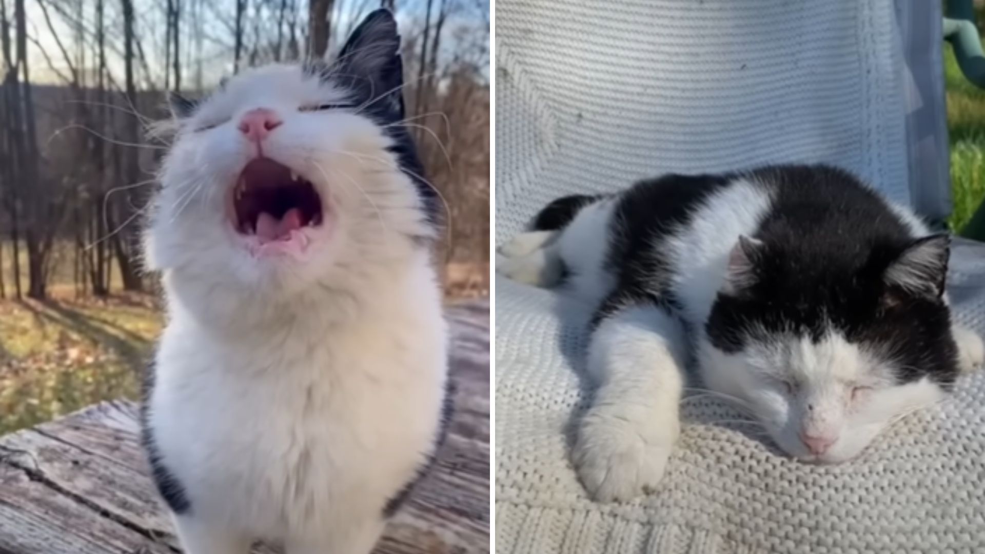 Senior Cat In Pennsylvania Endured A Hard Life On The Streets Until A Woman Gave Him Hope