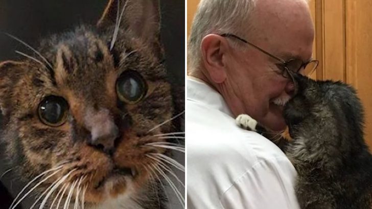 Senior Cat Struggled On New Jersey Streets Until He Finally Found Rest In A Kind Vet’s Embrace