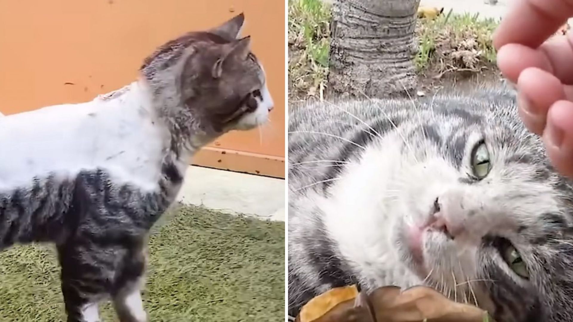 Severely Injured Feline Found Motionless On California Roadside Waiting For Help