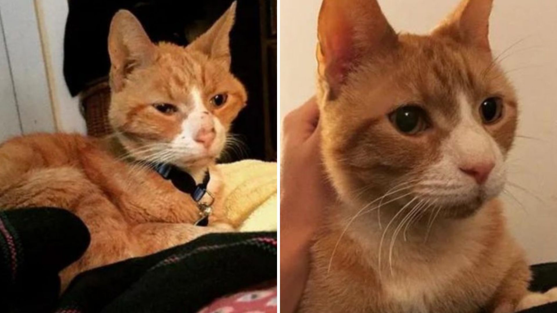 Severely Malnourished Senior Cat From New York Nursed Back To Life